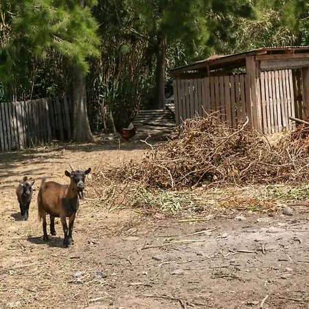 Arneiro 1 فيلة Maçeira