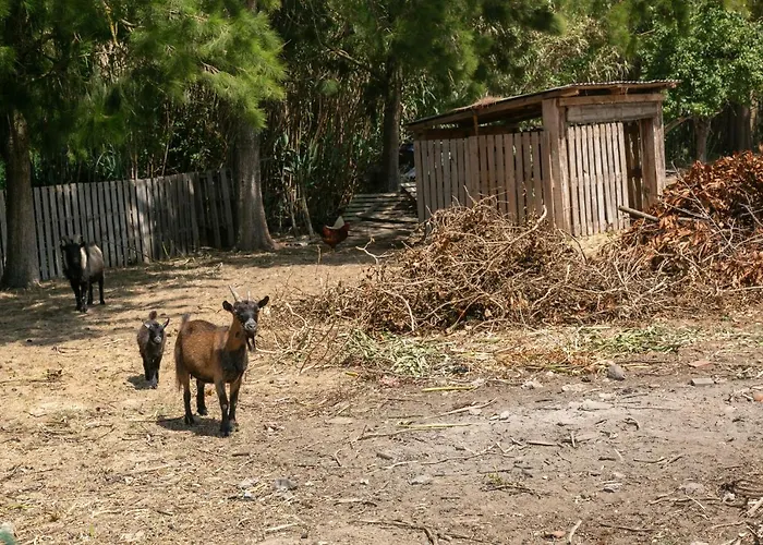 Arneiro 1 Villa Maçeira